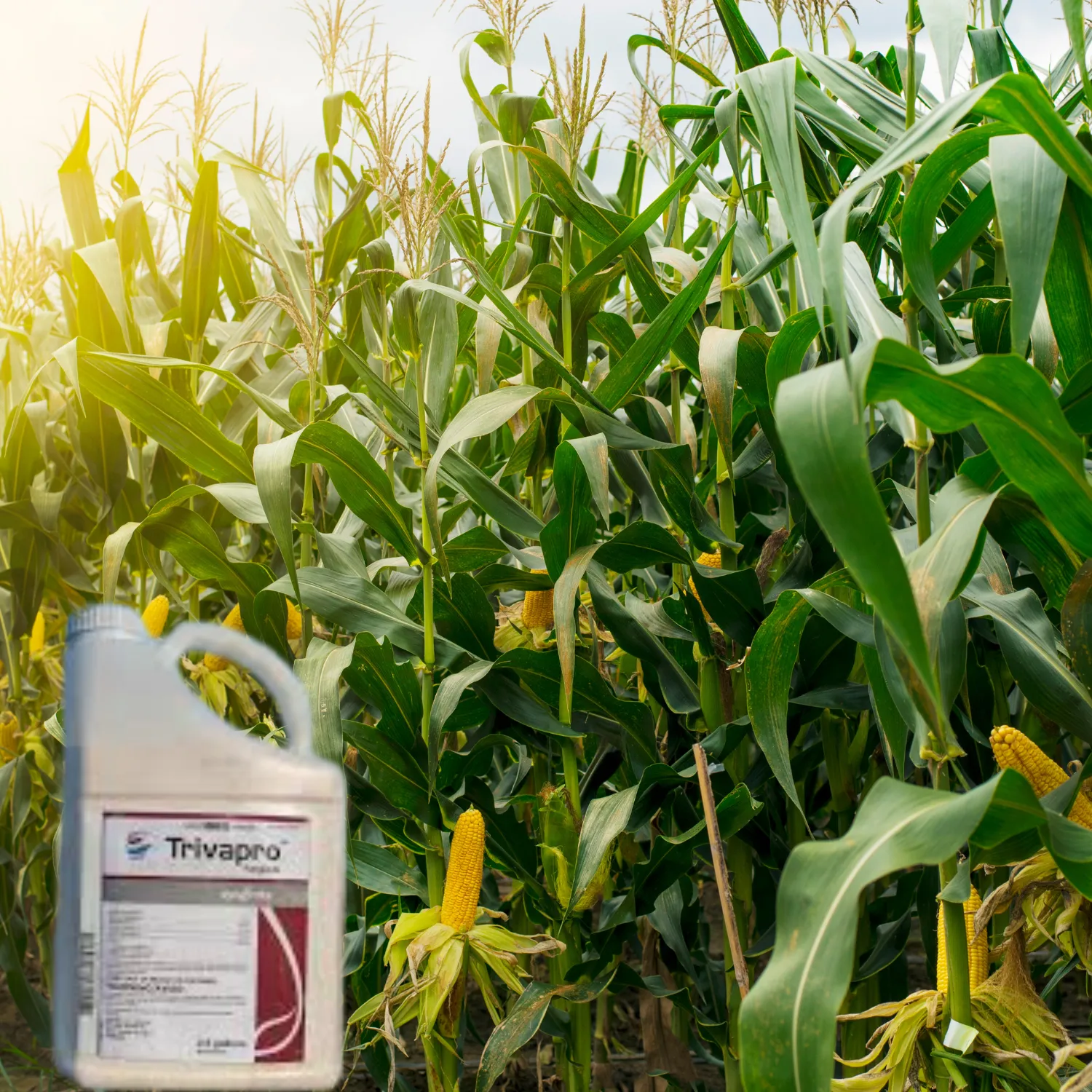 Trivapro Agronomy Fungicide